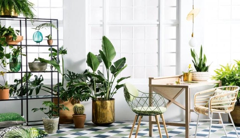 15 Houseplants for Bringing Health & Wealth to Your Abode